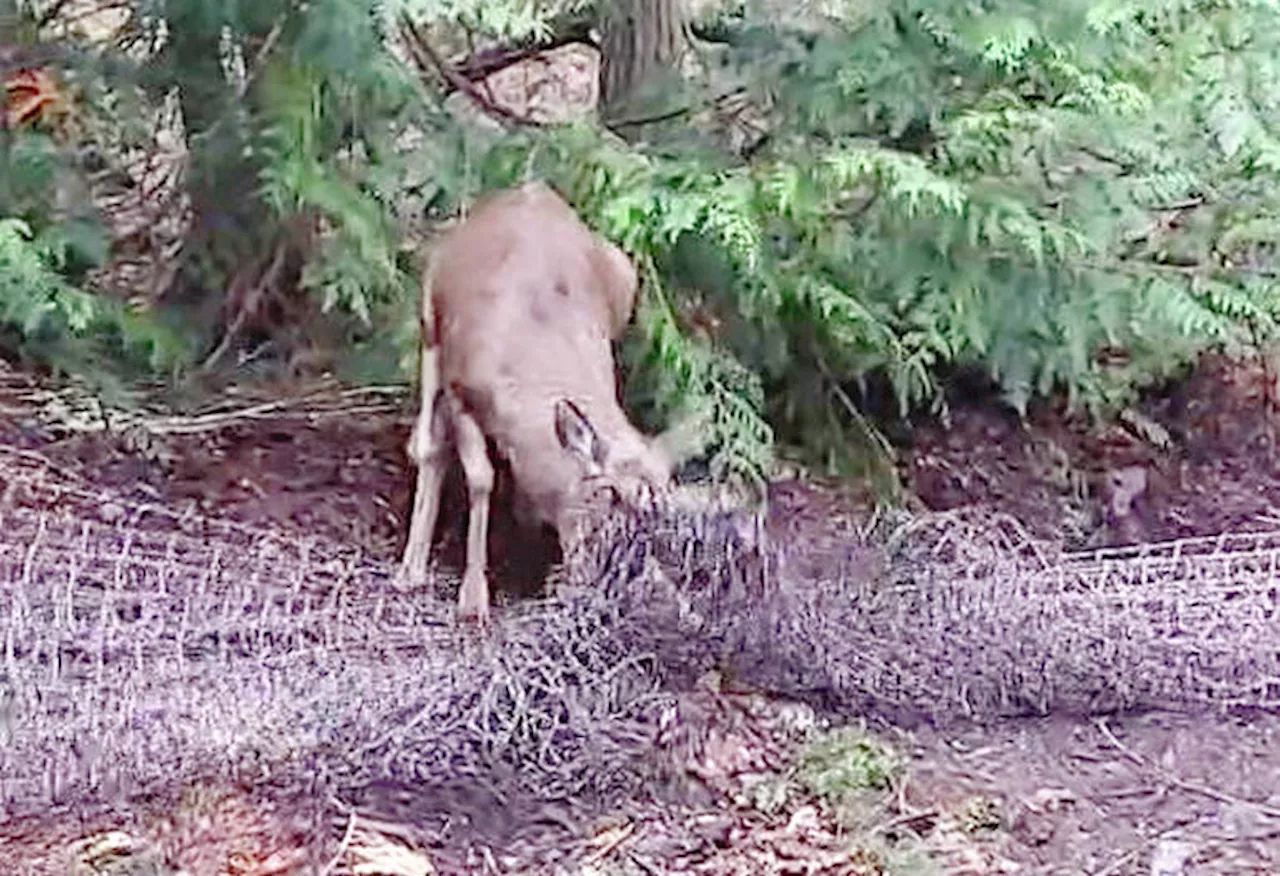 Two deer, snagged in netting for cull, rescued on Sidney Island