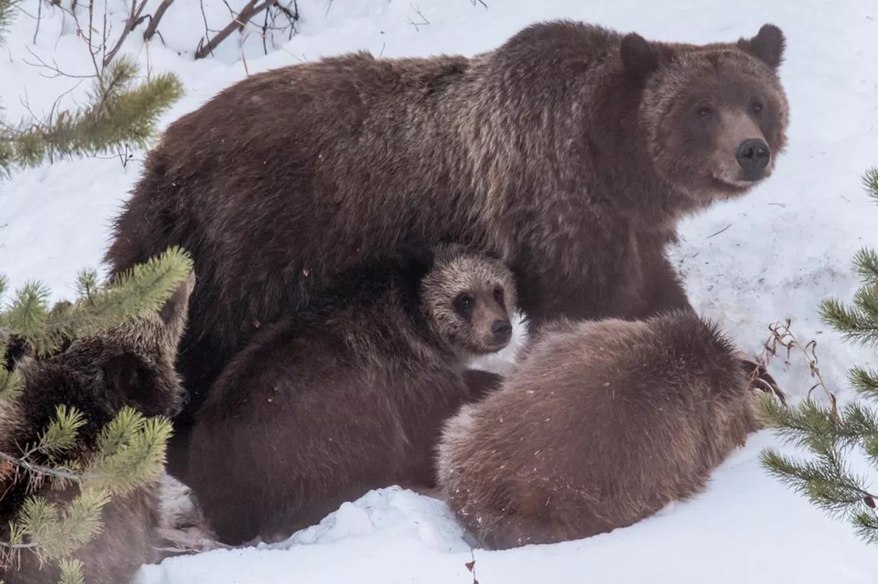 Berømt grizzlybjørn drept i bilulykke i Wyoming