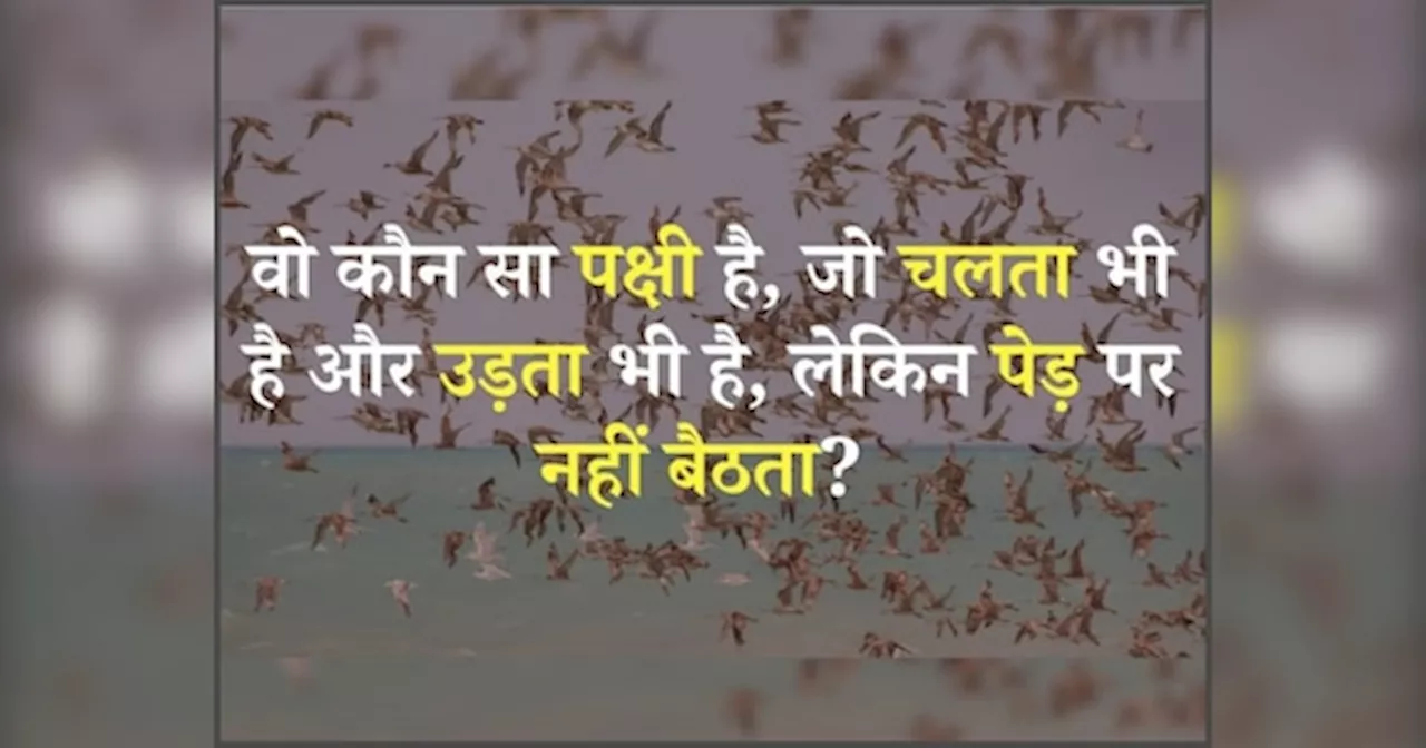 GK Quiz: वो कौन सा पक्षी है जो चलता भी है उड़ता भी है पर पेड़ पर नहीं बैठता?