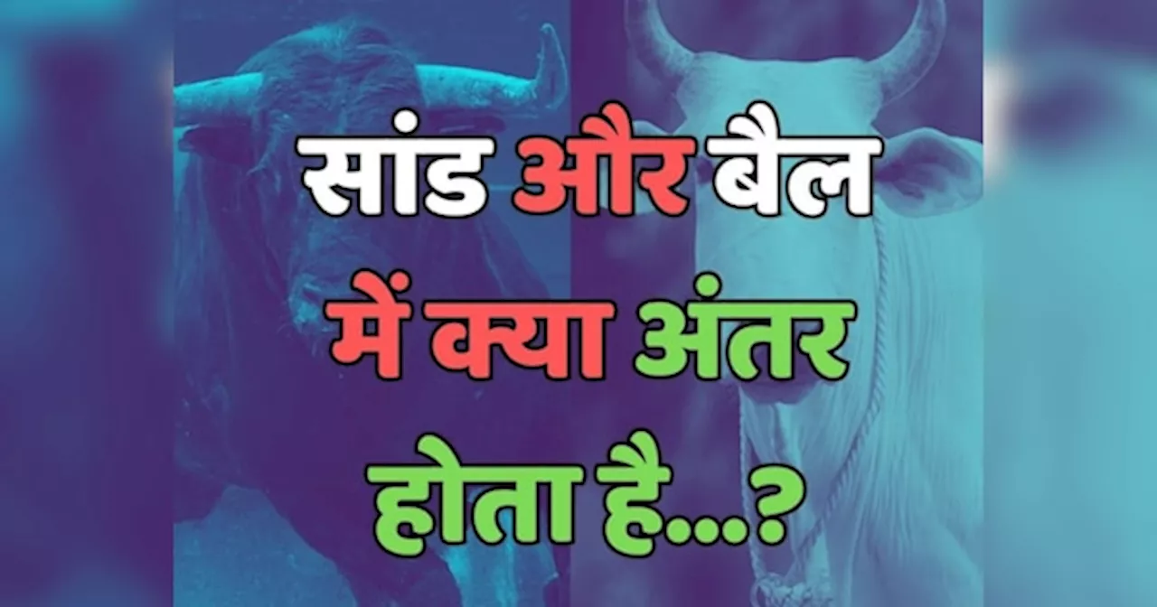 Trending Quiz : क्या आप जानते हैं, बैल और सांड में क्या अंतर होता है?