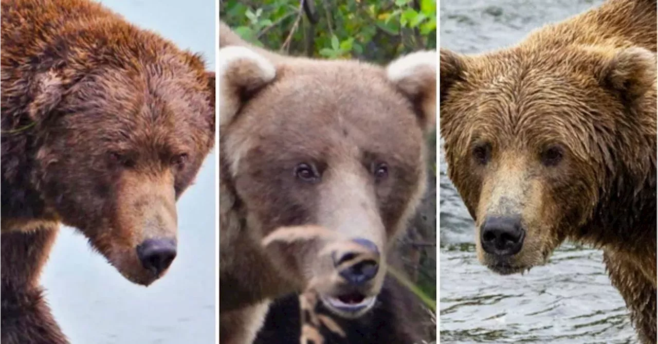 Meet the competitors in this year's Fat Bear Week contest Australia