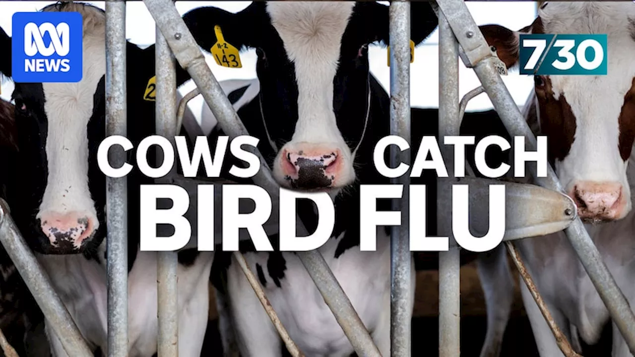 The deadly strain of bird flu wiping out cattle overseas