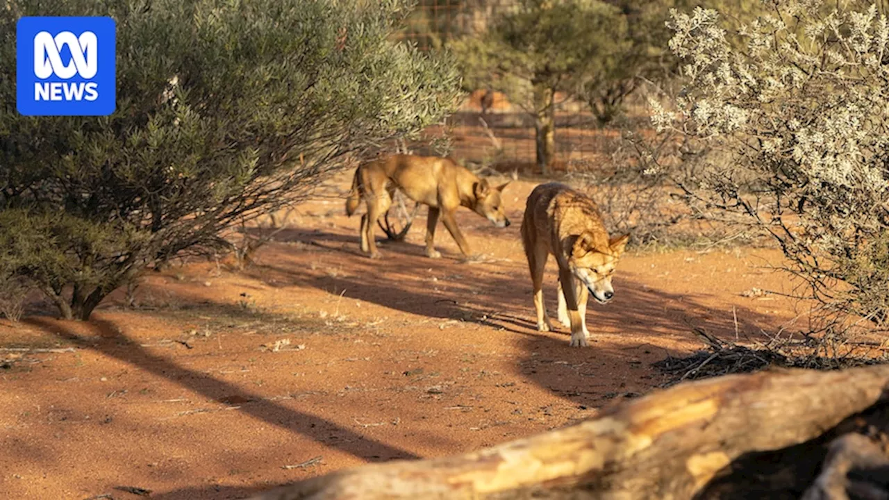 Dingo hunting bounty petition raised after two 'pets' go missing from the Murchison's Wooleen Station