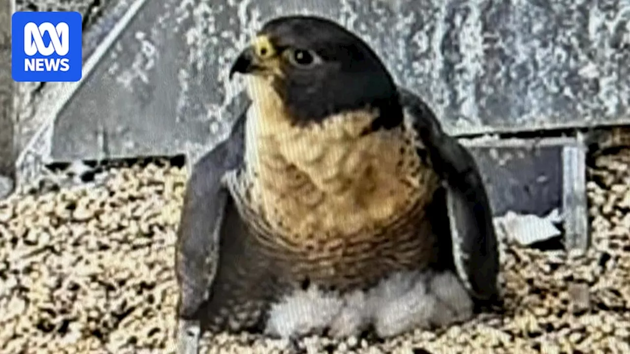 Melbourne's Famous Peregrine Falcon Chicks Hatch in Real-Time