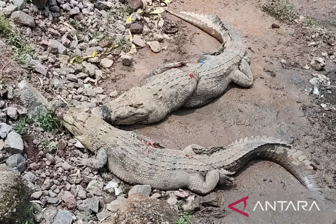 Petugas berhasil menangkap tiga buaya lepas dari penangkaran