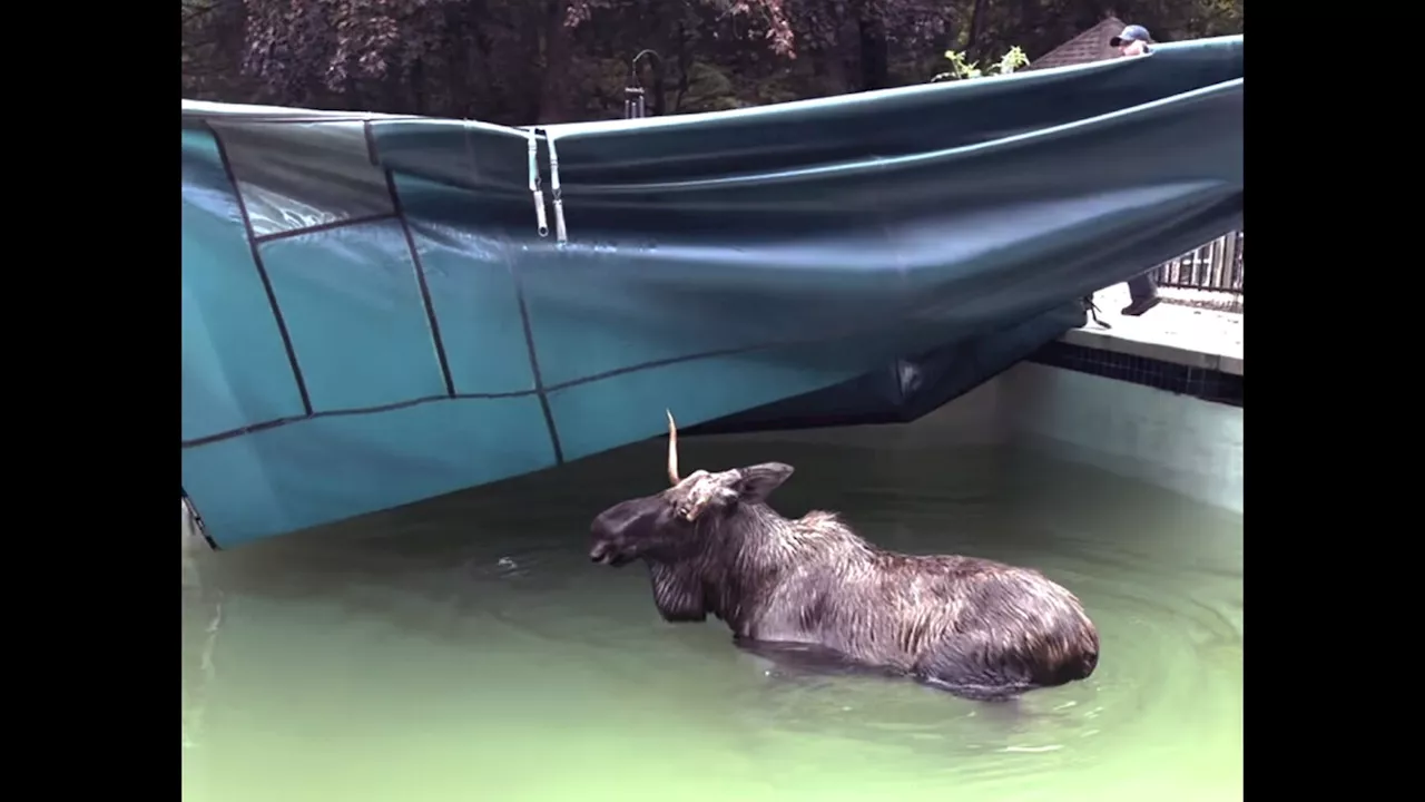 There's a moose on the loose — in a New Hampshire swimming pool