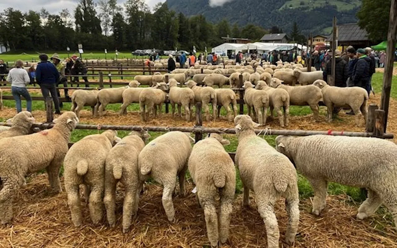 Grosser Freudentag für die Urner Kleinviehzüchter