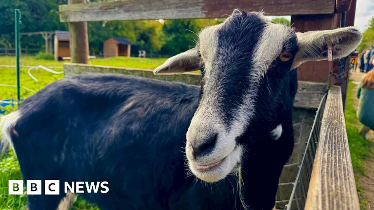 Merton: Deen City Farm's future at risk due to large repair bills