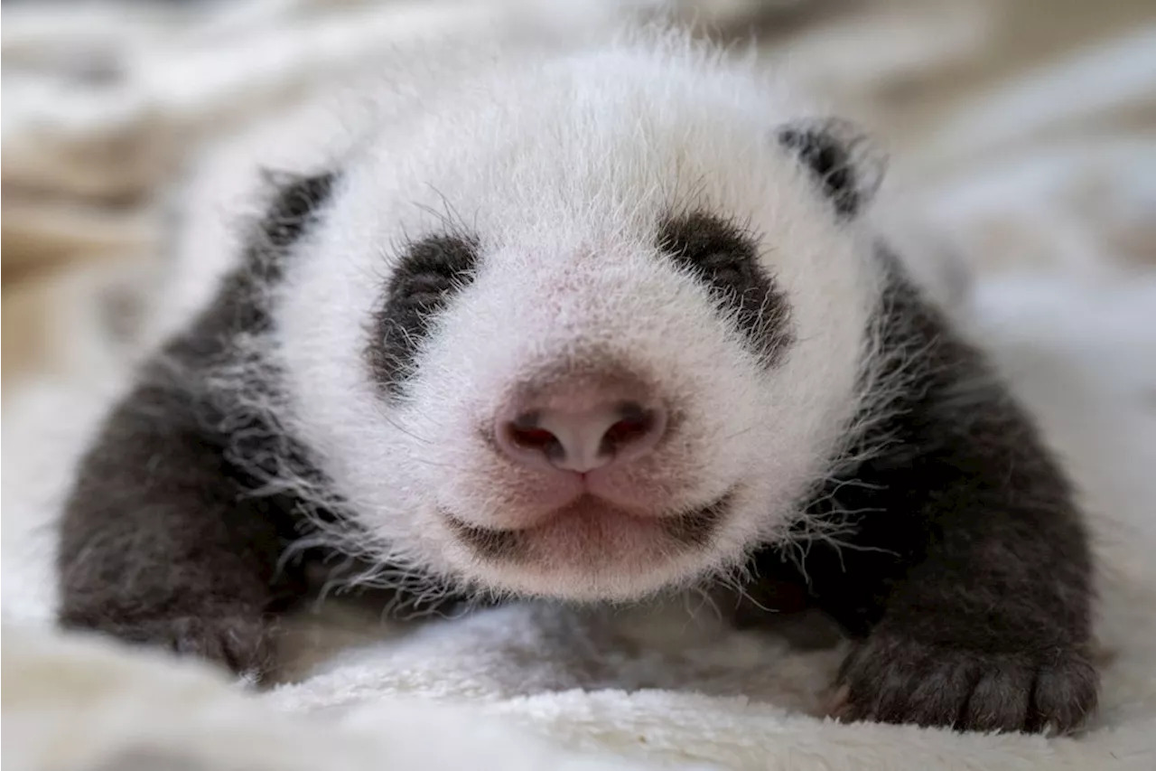 Berliner Zoo teilt Panda-Update: So niedlich sind die Bärchen (Video)