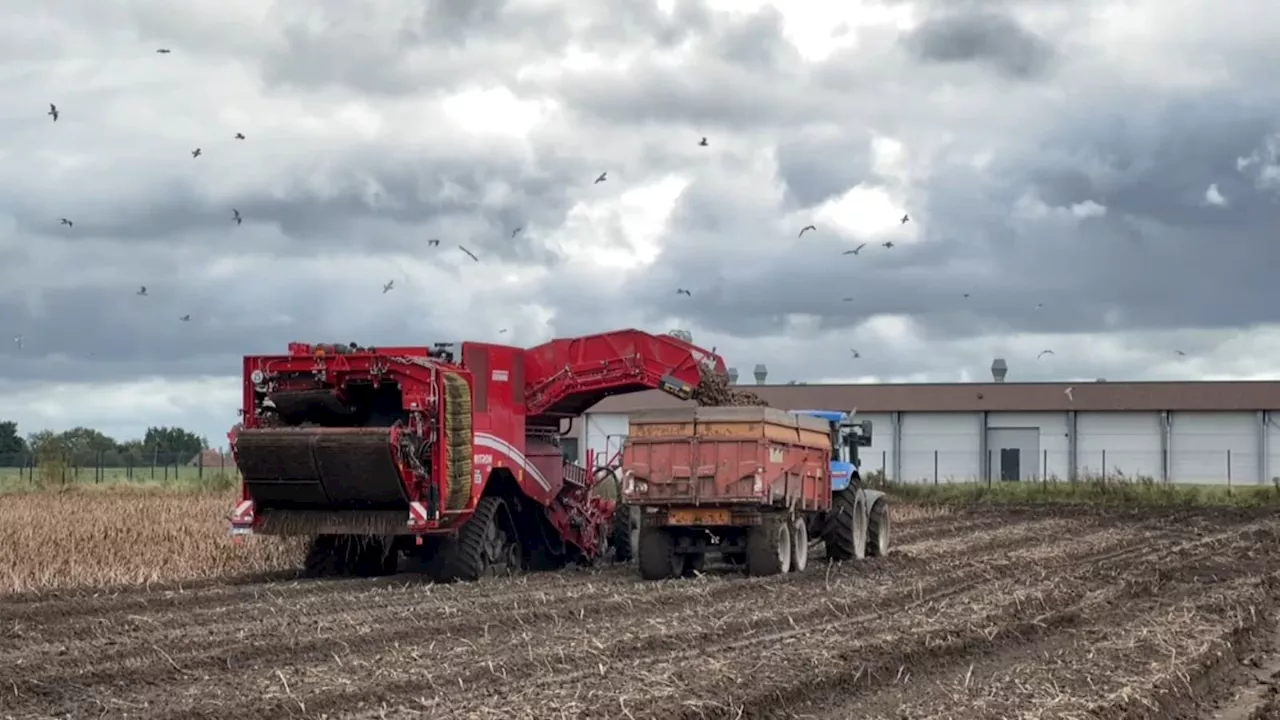 Les pluies perturbent les récoltes de pommes de terre dans le Nord