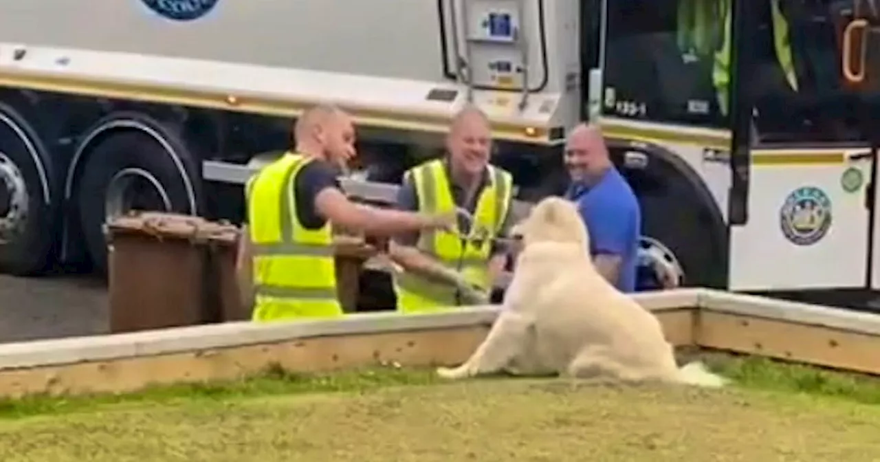 Golden Retriever Maddie pflegt eine einzigartige Freundschaft mit den Müllabfuhr-Männern