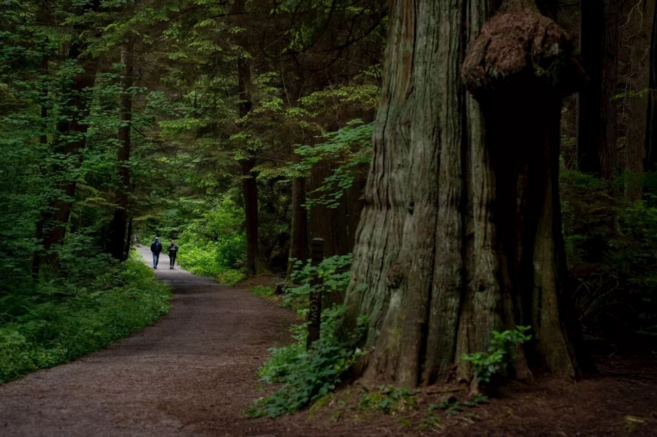 B.C. court rejects attempt to stop thousands of trees from being cut in Stanley Park