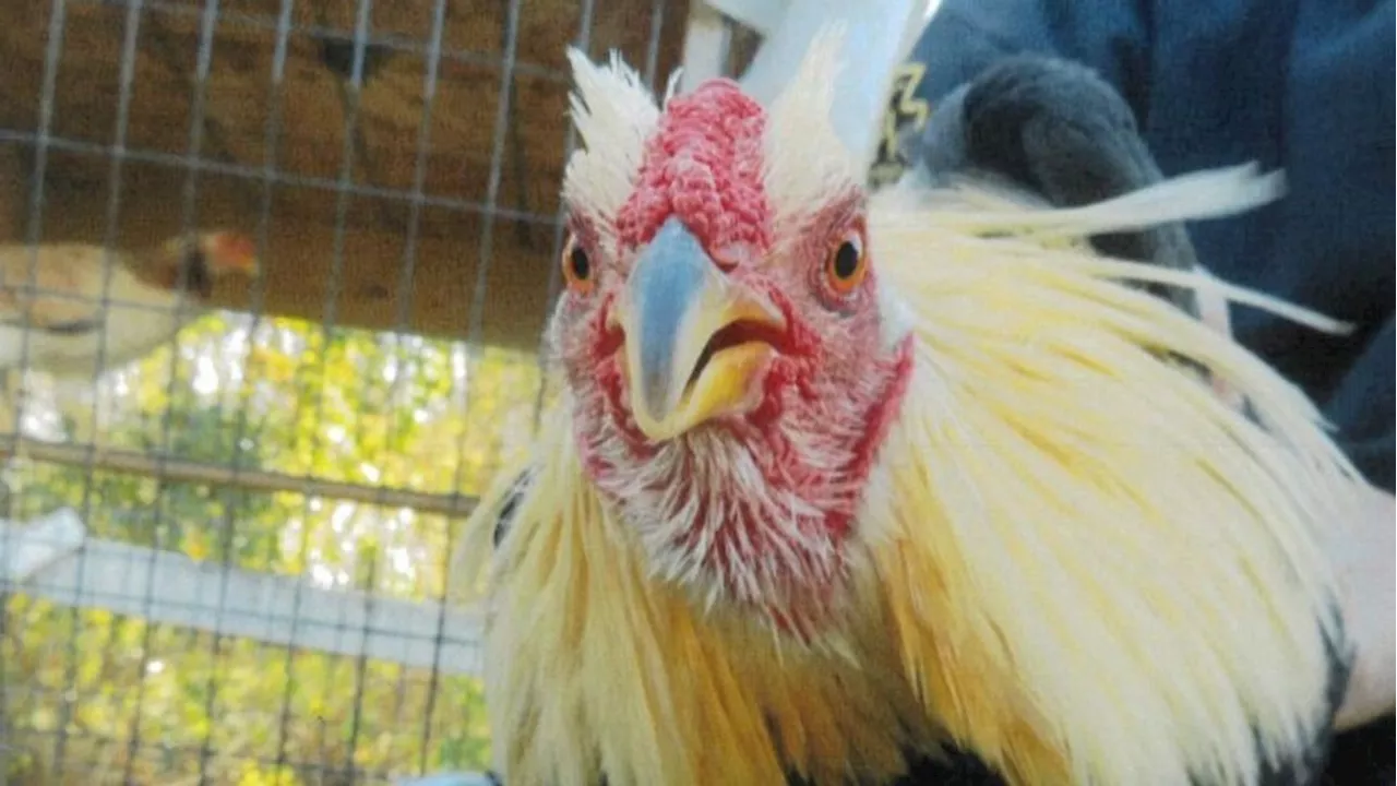 PSPCA asks Holtwood woman to pay $20K after roosters seized in cockfighting investigation