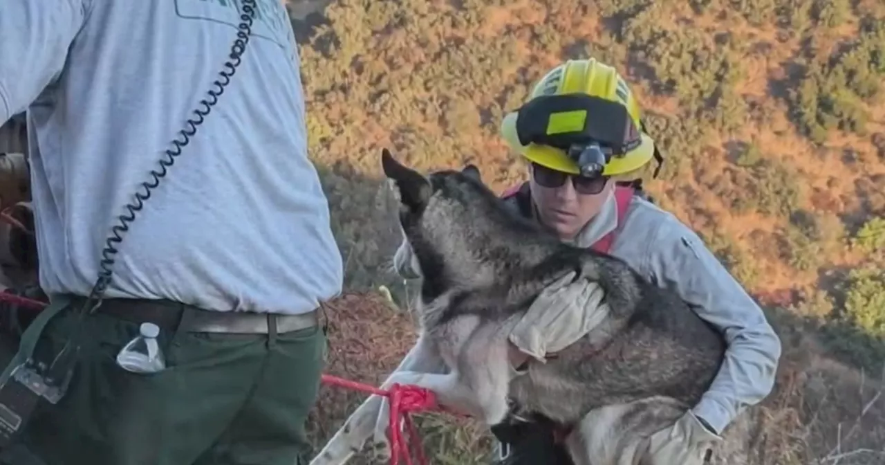 Park rangers rescue husky that fell down 30-foot cliff during hike at Griffith Park