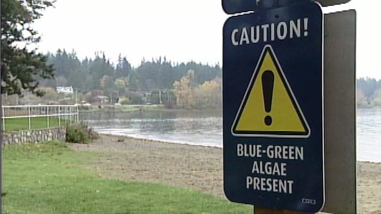 Blue-green algae advisory issued for Elk Lake, others remain in effect