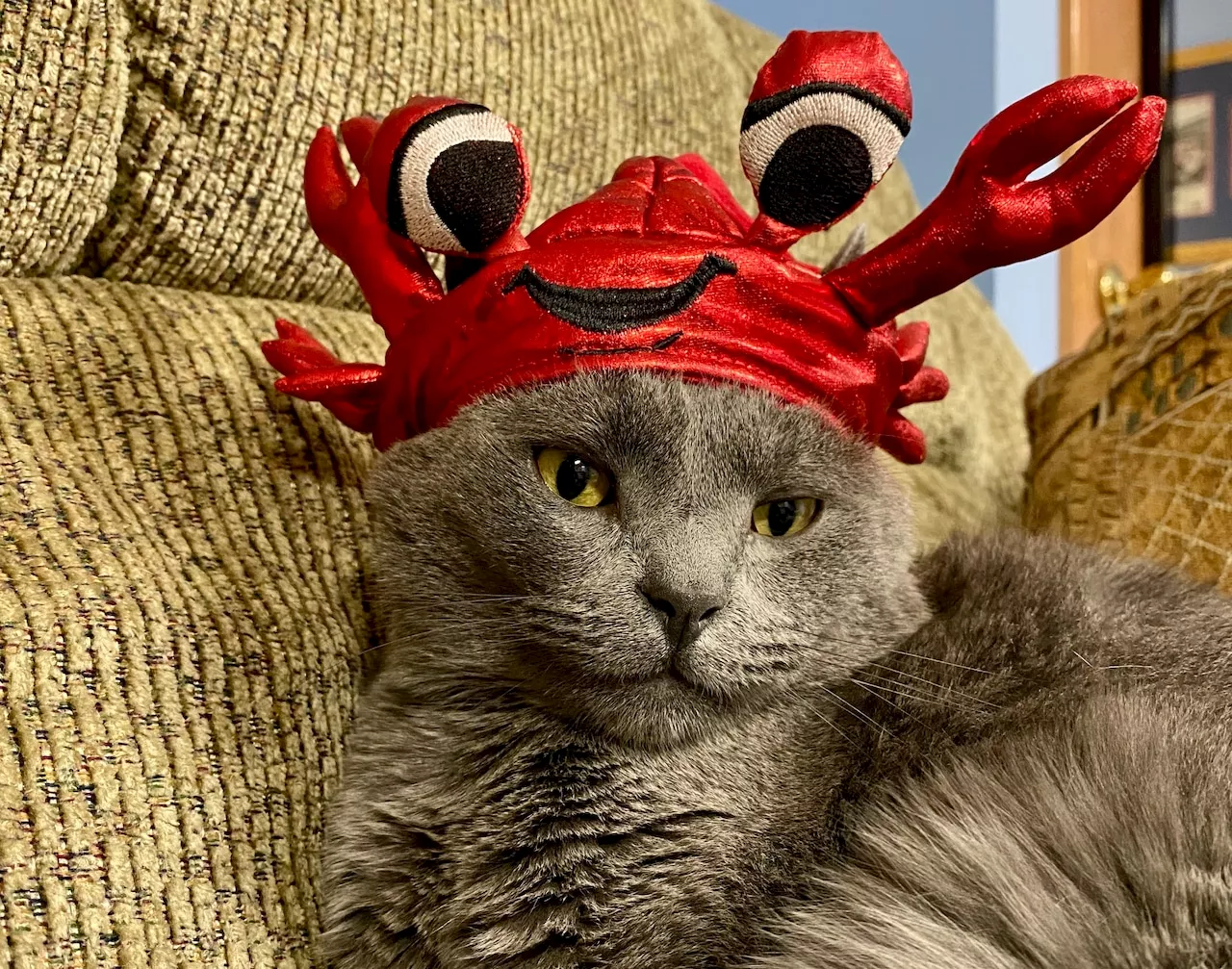 Best pet Halloween costume photo contest: It's time to vote (poll)