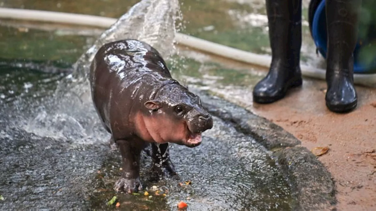 La tierna fama de Moo Deng, la baby hipo de Tailandia