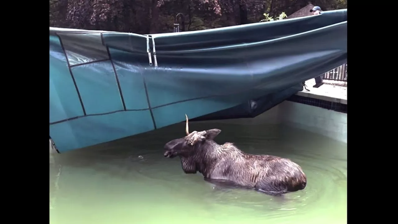 A moose was rescued from a swimming pool in New Hampshire