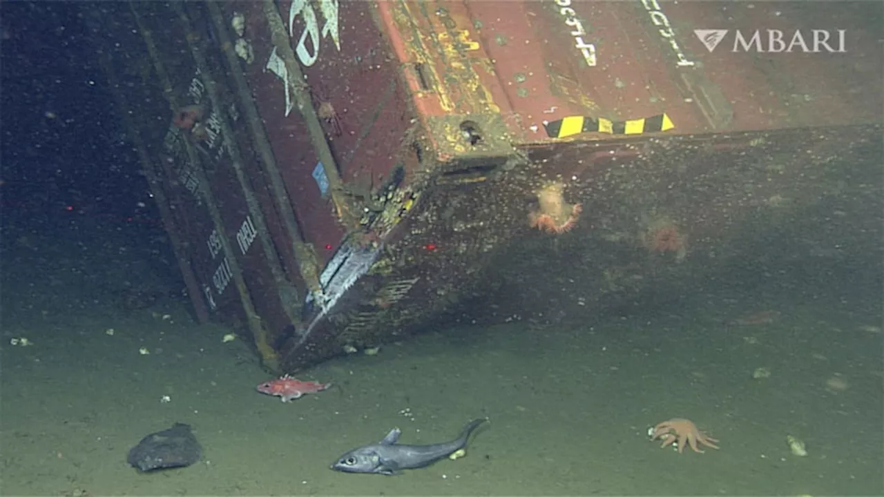 Thousands of shipping containers have been lost at sea. What happens when they burst open?