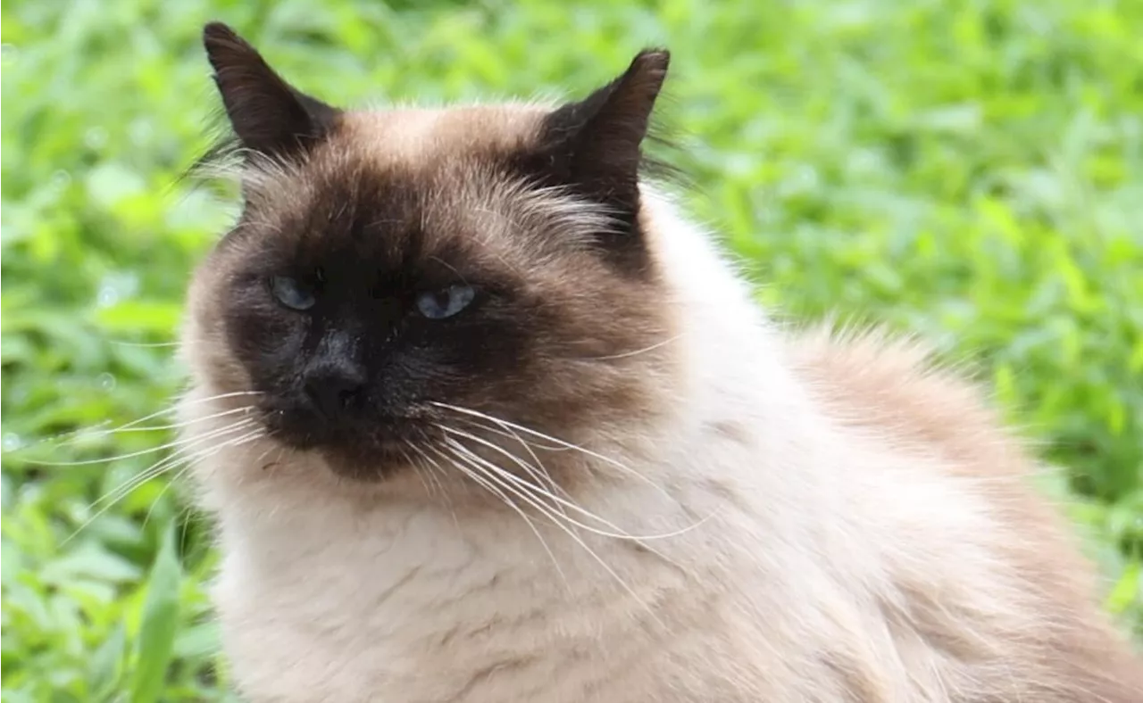 Obstaculizan cuidado de gatitos abandonados del Panteón San Fernando