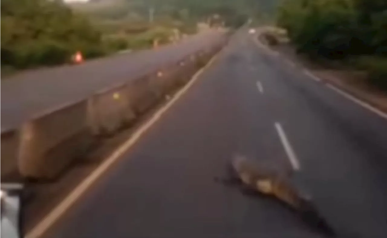 VIDEO: Captan enorme cocodrilo en carretera Manzanillo-Colima