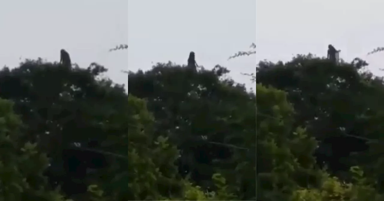 Video: graban a supuesta bruja saliendo entre las ramas de un árbol en Veracruz, México