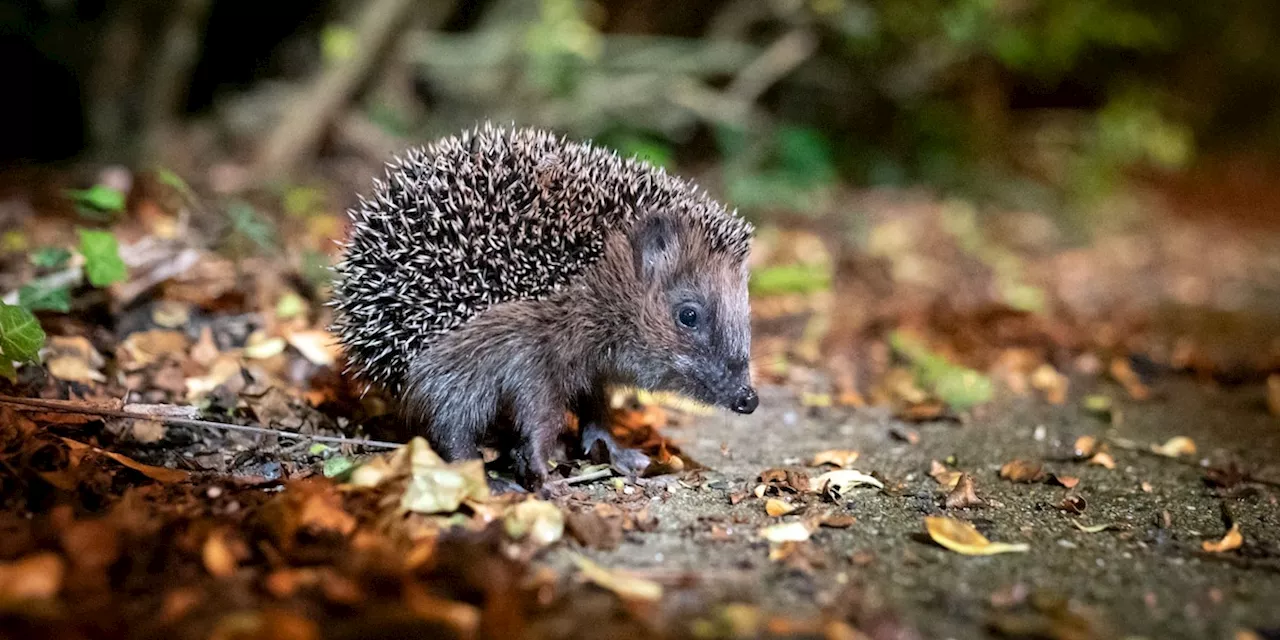 Tierschutz: Nabu: Igel brauchen jetzt noch nicht unbedingt Hilfe