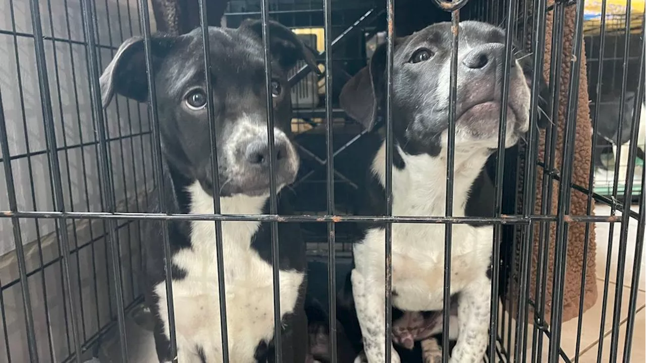 Homeward Trails Animal Rescue Takes In 90+ Animals From Hurricane-Impacted North Carolina Shelters