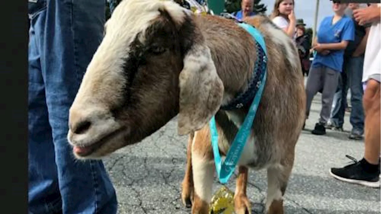 Escape goat: Joshua the runaway goat joins Newfoundland marathon, wins medal