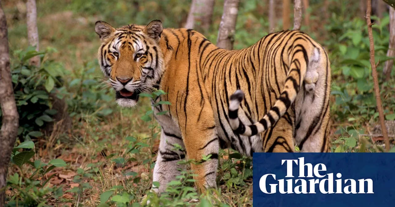 Bird Flu Outbreak Kills Dozens of Big Cats in Vietnamese Zoos