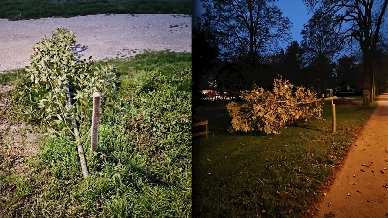  'Tränen gekommen' – Rowdys fällen mit Kettensäge Bäume