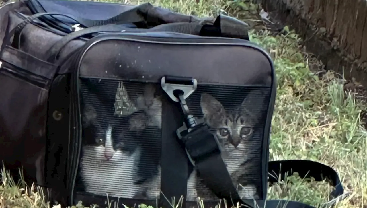 Trova un borsone nero nel suo giardino con otto occhi di gatto che la fissano, solo dopo scoprirà quanto sono…