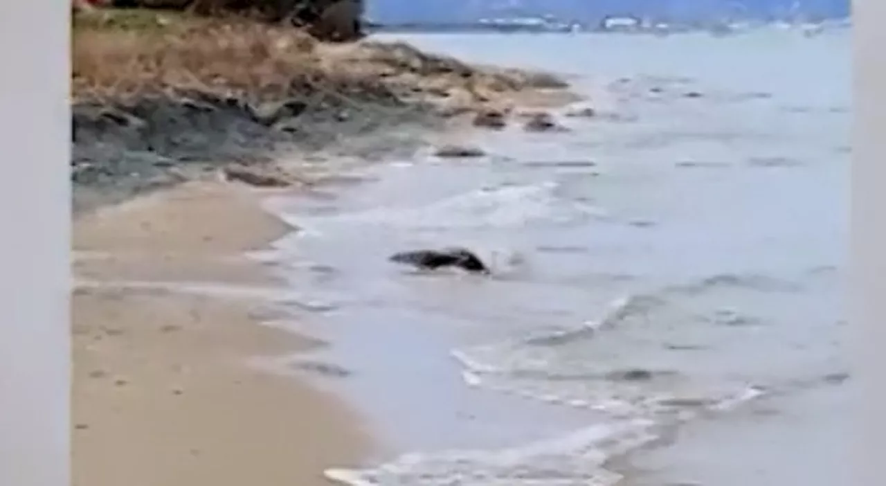 Molise, rarissimo avvistamento di una lontra in mare a Petacciato