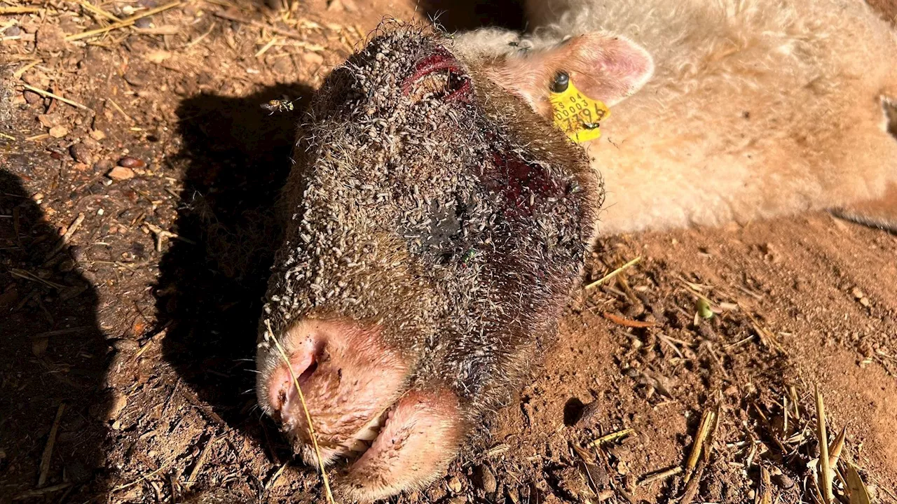 La finca de los horrores en Palma: un cementerio de animales muertos y moribundos