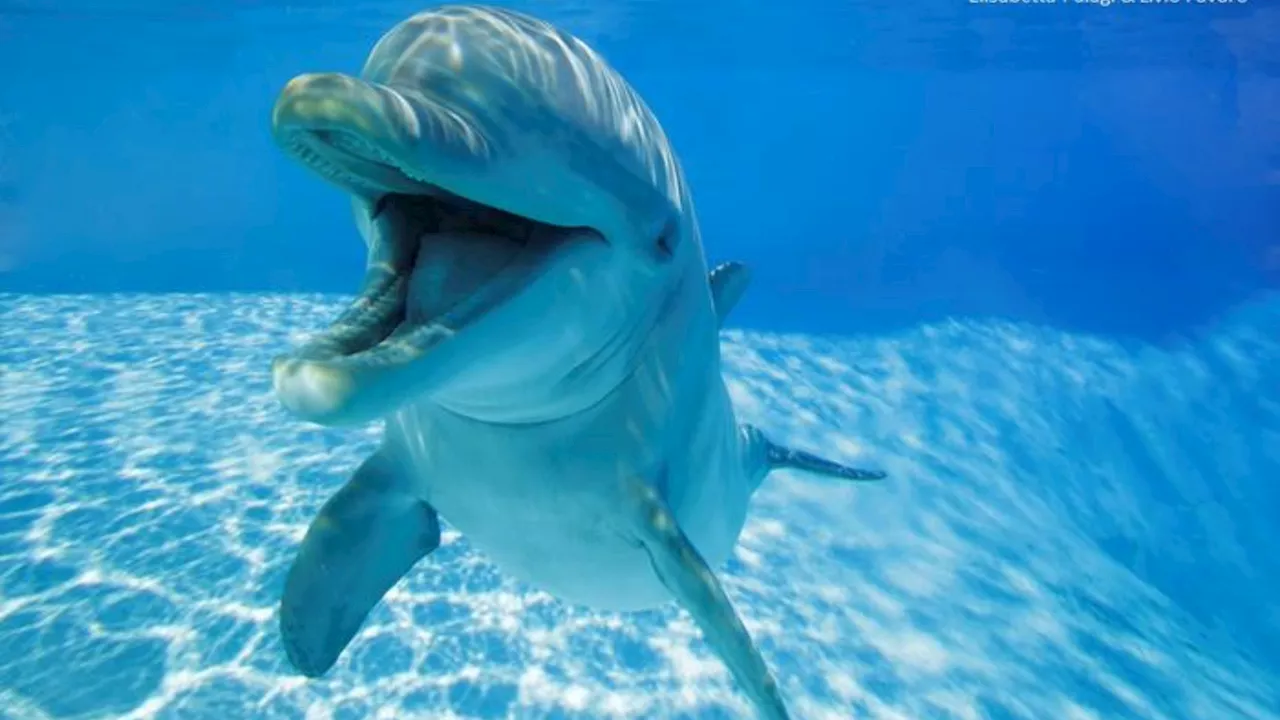 Bottlenose dolphins use human-like ‘smiles’ to invite each other to play