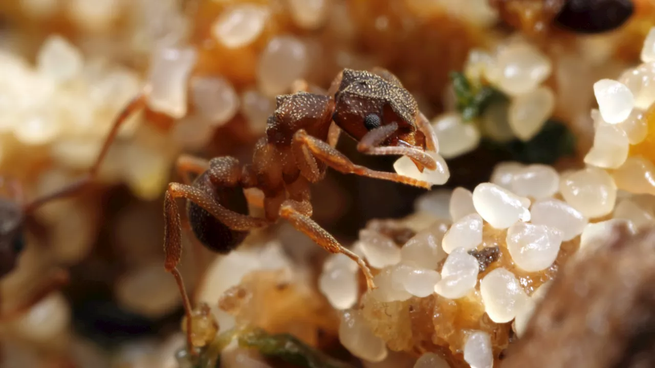 World’s 1st farmers? Ants started cultivating fungi 66 million years ago