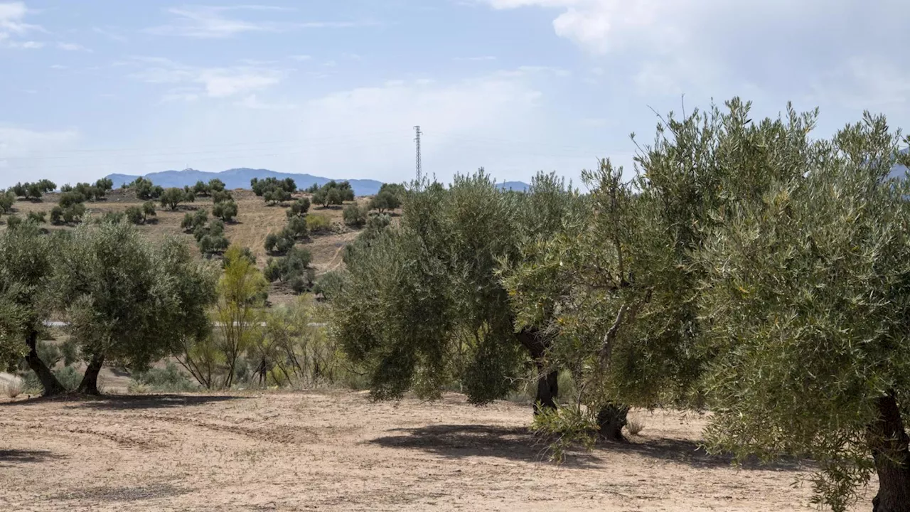 Andalucía avanza el fin de la crisis del aceite de oliva: producirá 1M de toneladas, un 76% más que el año pasado