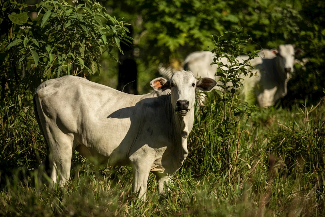 Mais de 90% do desmatamento da Amazônia são para a abertura de pastagens, aponta MapBiomas