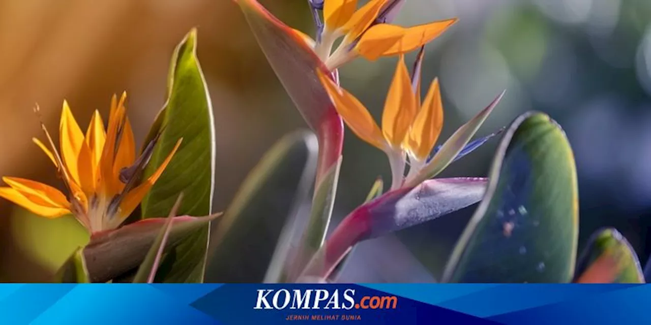 6 Tanaman Hias yang Dapat Memicu Alergi