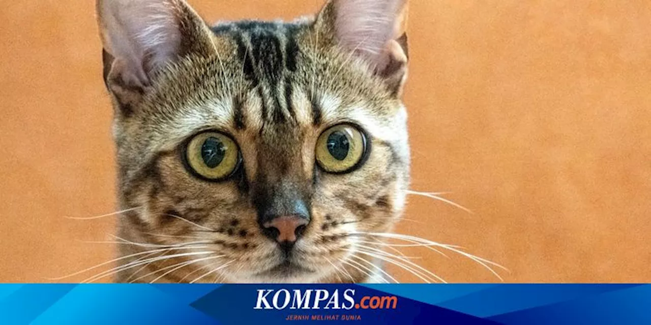 Mengenal Panleukopenia, Virus yang Berbahaya bagi Kucing