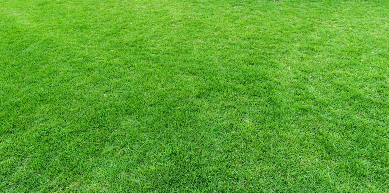 How to get your grass lawn looking good for fall after the summer heat