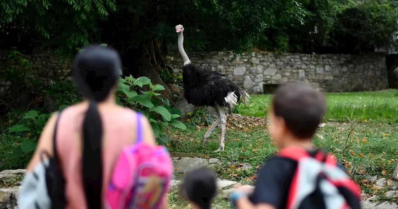 Coursée par une autruche, une famille porte plainte contre le zoo de Bordeaux-Pessac