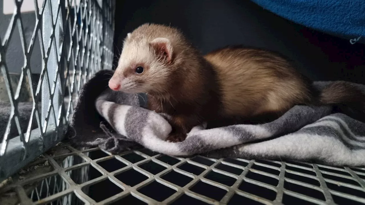 Ferrets: Adorable companions or ecological threats in South Africa?