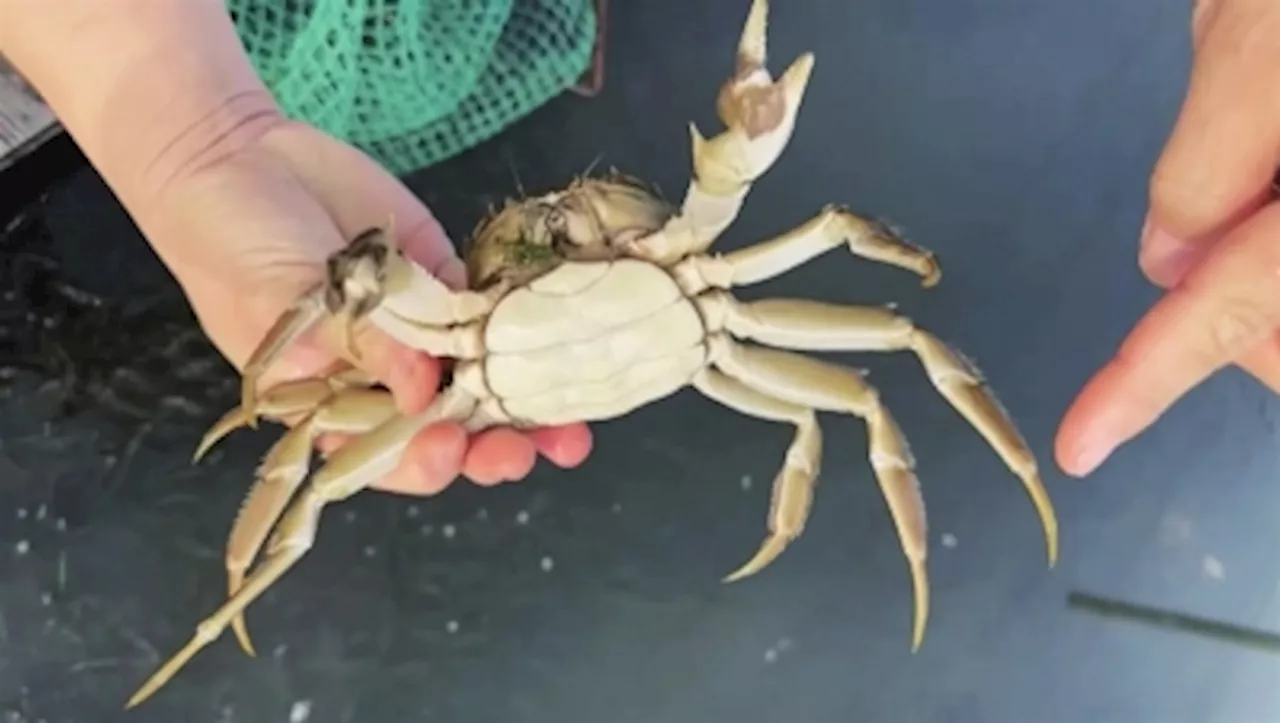 Consumers unwilling to shell out more as hairy crab prices tumble during China’s ‘golden week’