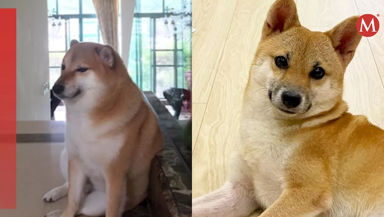 ¡El nuevo Cheems! Familia del perrito más viral del internet presentan a nuevo integrante: 'Pochita'