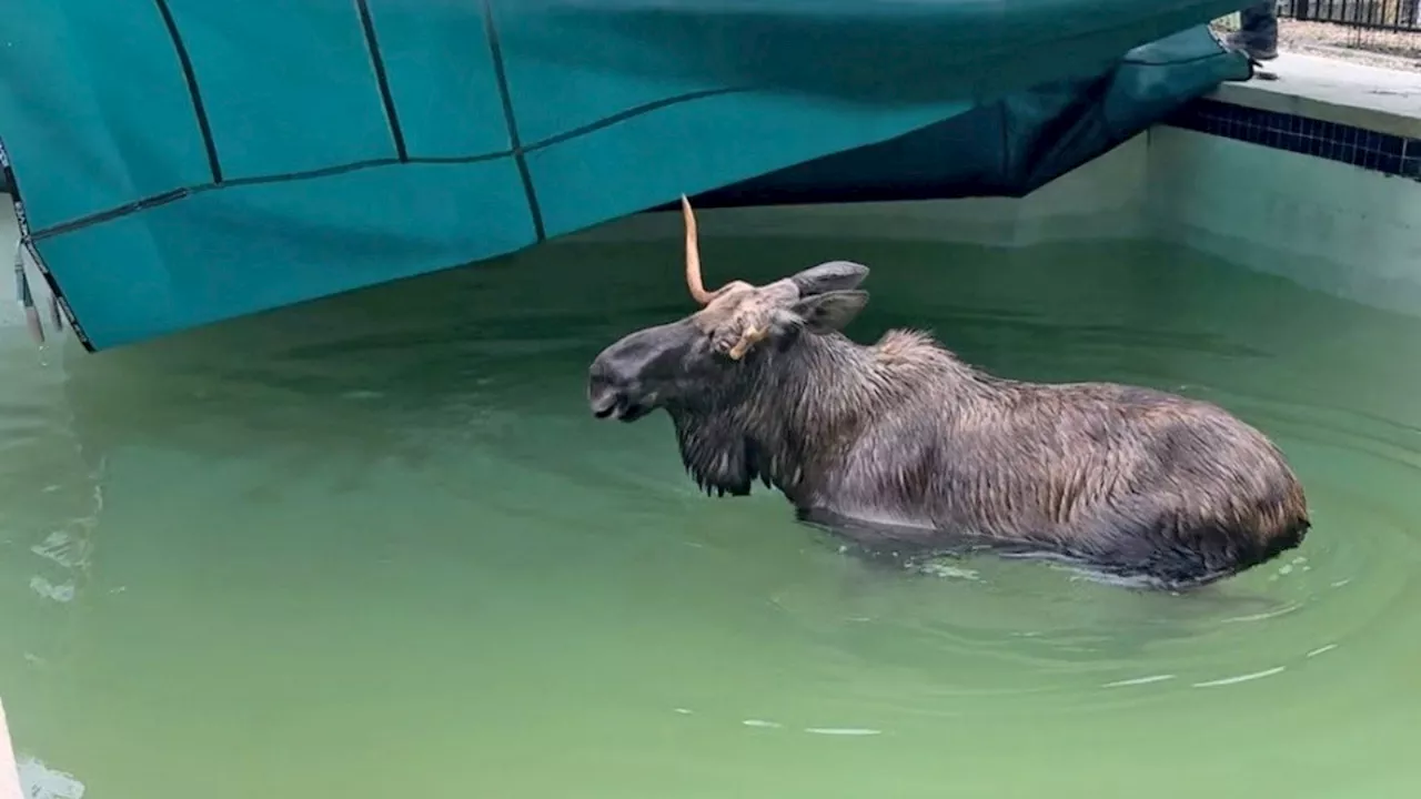 Moose Takes a Dip in Bedford Backyard Pool