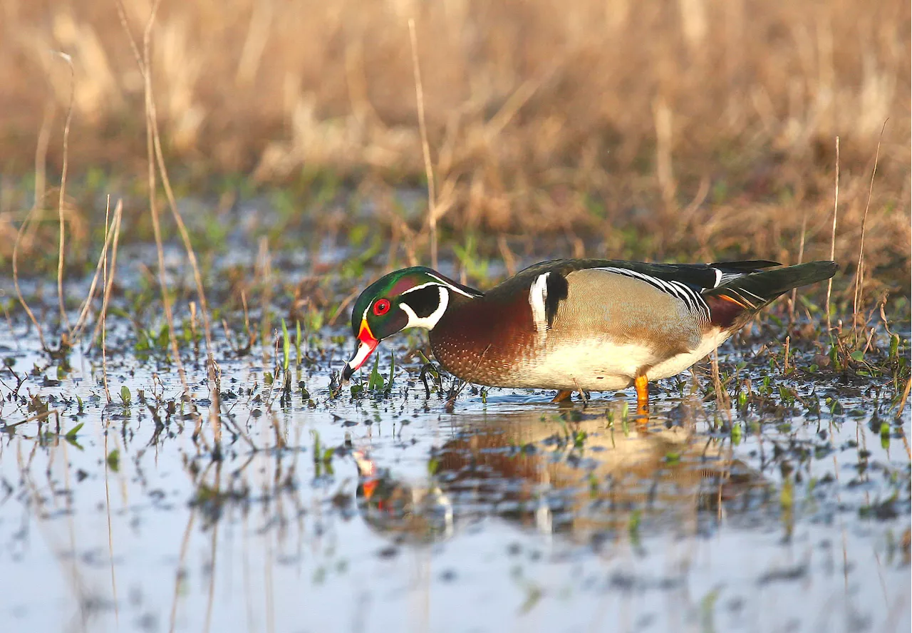 Wood Duck Recovery Offers Hope for Endangered Birds Across America