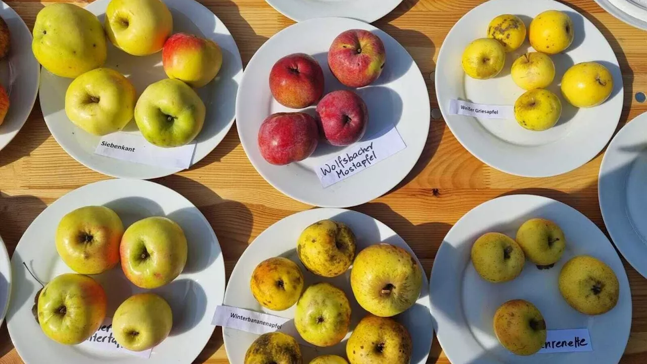 Regionale Vielfalt bei der Obstsortenschau am Haager Wochenmarkt