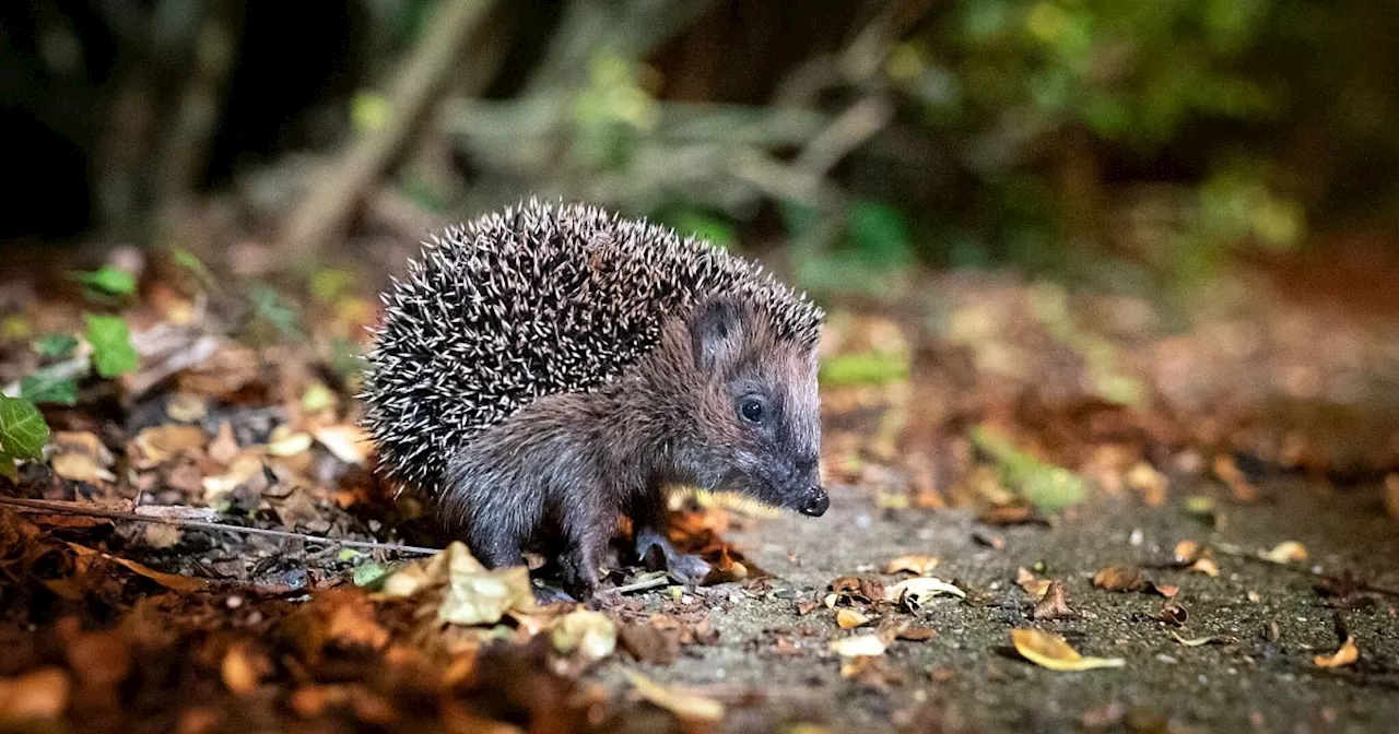 Nabu: Igel brauchen jetzt noch nicht unbedingt Hilfe