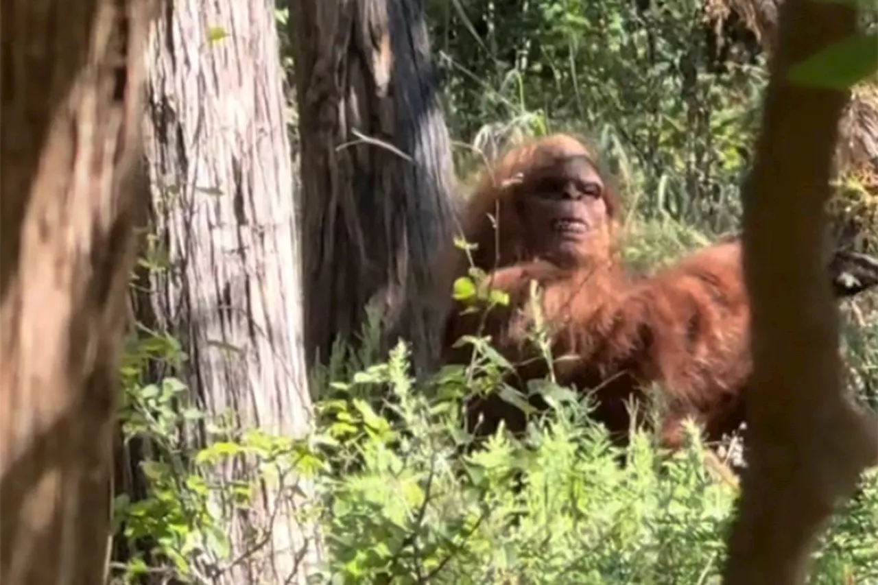 Bigfoot captured in wild viral video by terrified hiker: 'Scariest moment of my life'